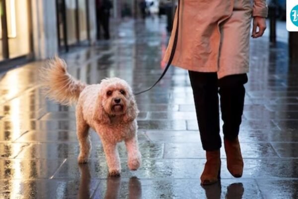 Warga Inggris menjadi terobsesi dengan fotografi hewan peliharaan
