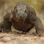 Kerusakan Habitat dan Perburuan Liar Mengancam Populasi Komodo di Indonesia