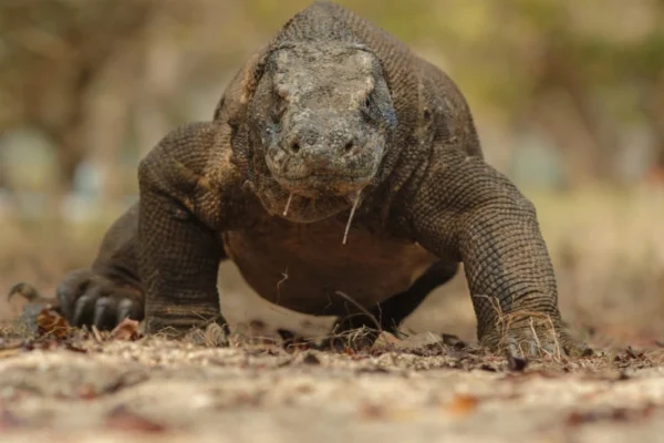 Kerusakan Habitat dan Perburuan Liar Mengancam Populasi Komodo di Indonesia