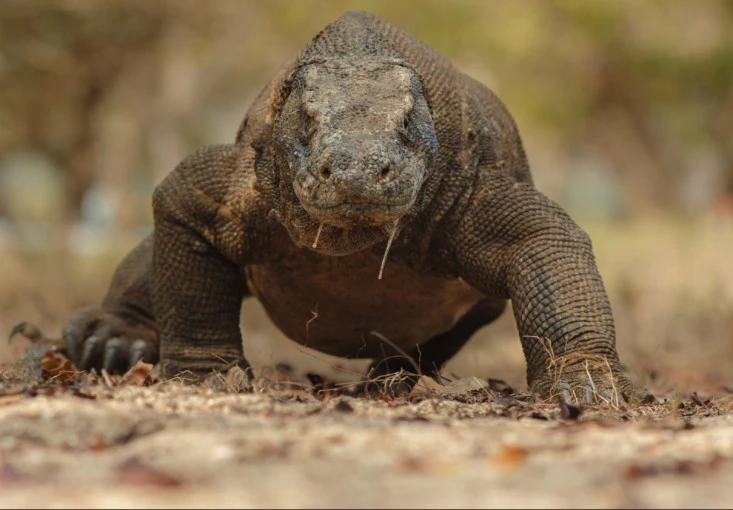 Kerusakan Habitat dan Perburuan Liar Mengancam Populasi Komodo di Indonesia