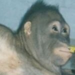 Seekor orangutan dicukur, dirias, dan dipaksa menjadi pekerja seks bagi para pria selama enam tahun