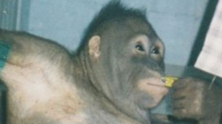 Seekor orangutan dicukur, dirias, dan dipaksa menjadi pekerja seks bagi para pria selama enam tahun