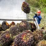 Model sirkular dipandang dapat mendorong pertumbuhan industri kelapa sawit Indonesia