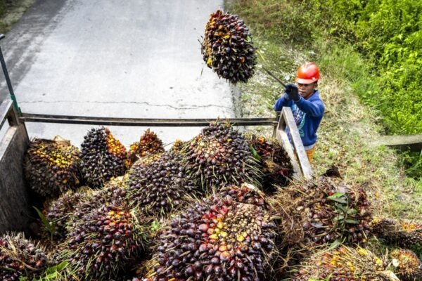 Model sirkular dipandang dapat mendorong pertumbuhan industri kelapa sawit Indonesia
