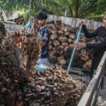 Indonesia meminta pengecualian untuk minyak kelapa sawit dalam kebijakan tarif baru AS