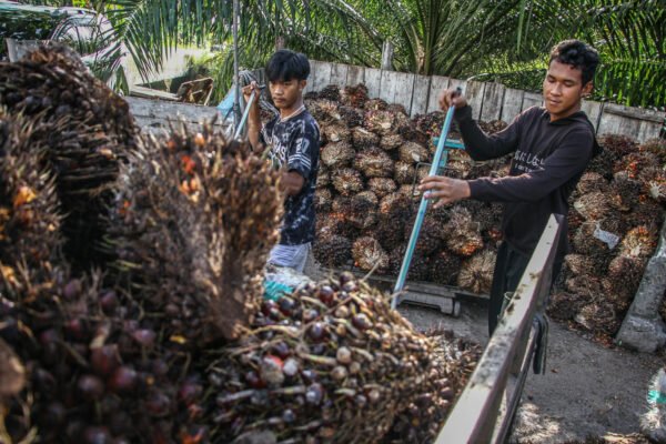 Indonesia meminta pengecualian untuk minyak kelapa sawit dalam kebijakan tarif baru AS